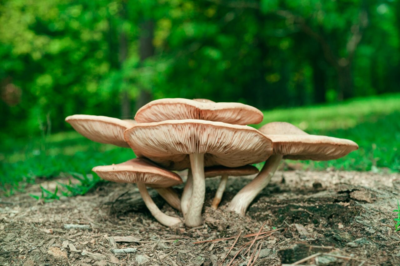 Experienced the Big Daddy Mushroom during a Hike—Unquestionably a 10/10, Would Absolutely Repeat
