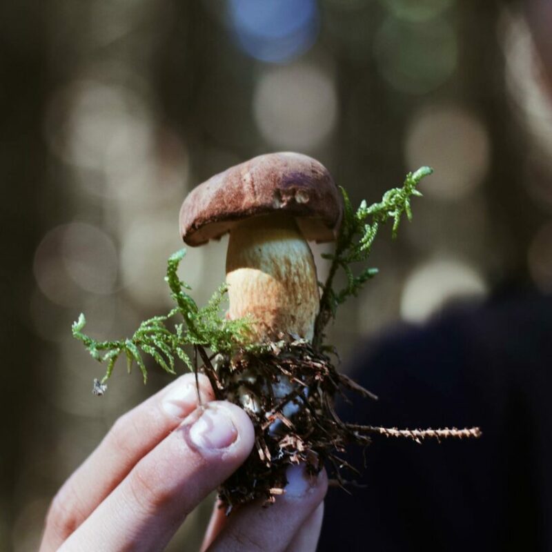 Buy Shrooms | Magic Mush Canada