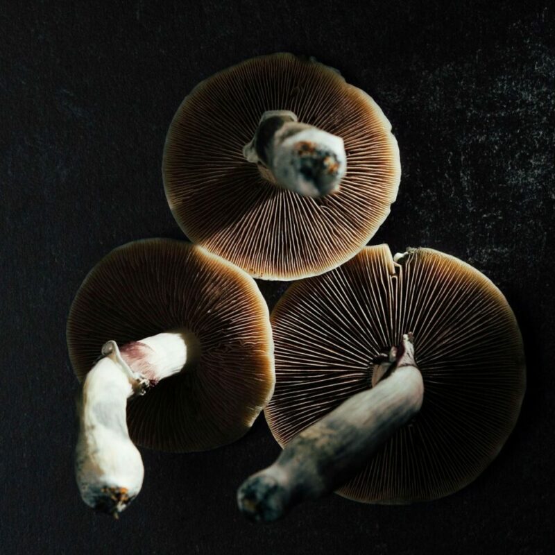 Magic Mushroom Canada | Magic Mush Canada
