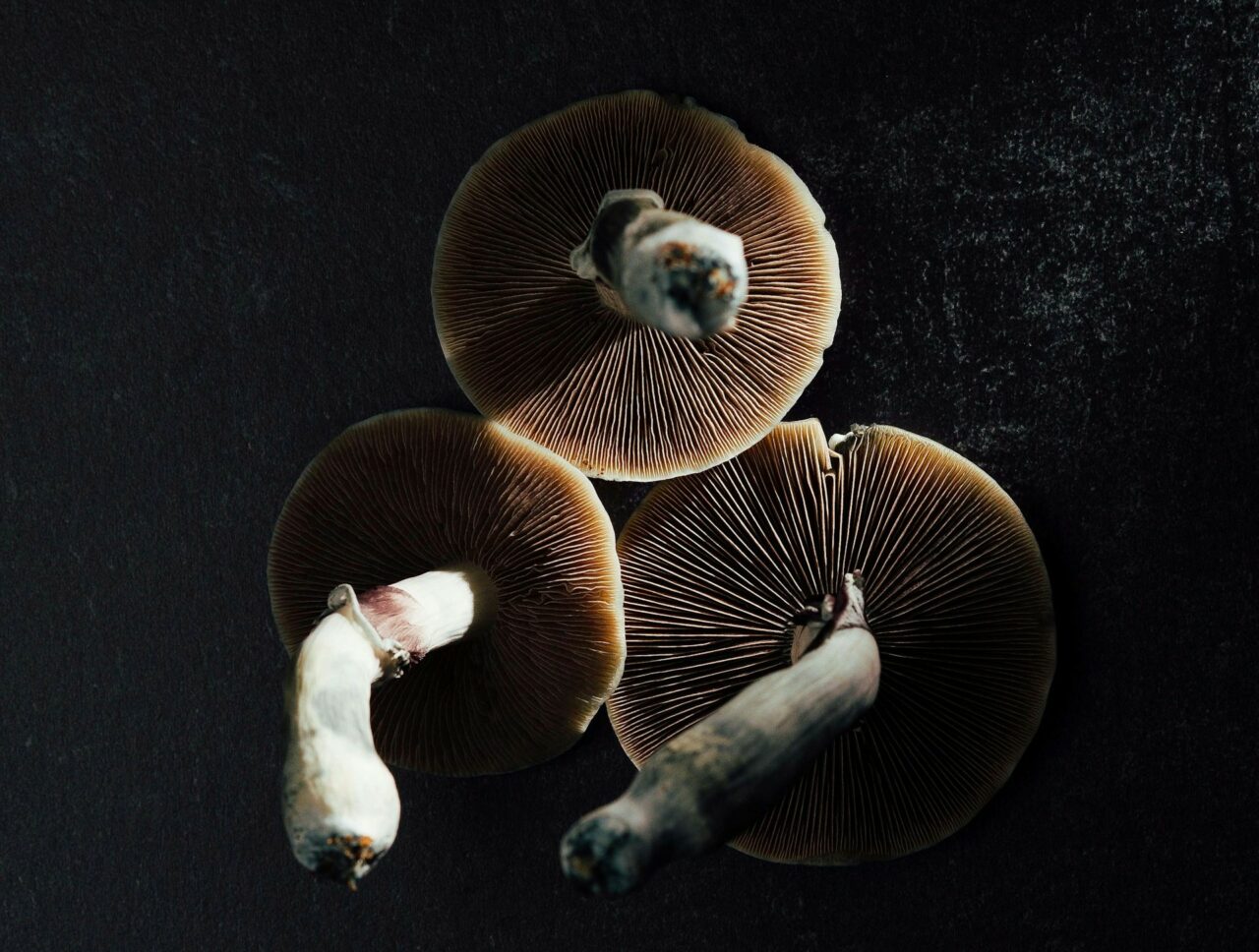 Magic Mushroom Canada – Experts Provide Reasons Why Natural Psilocybin Has a Stronger Impact Than Its Laboratory-Produced Counterpart