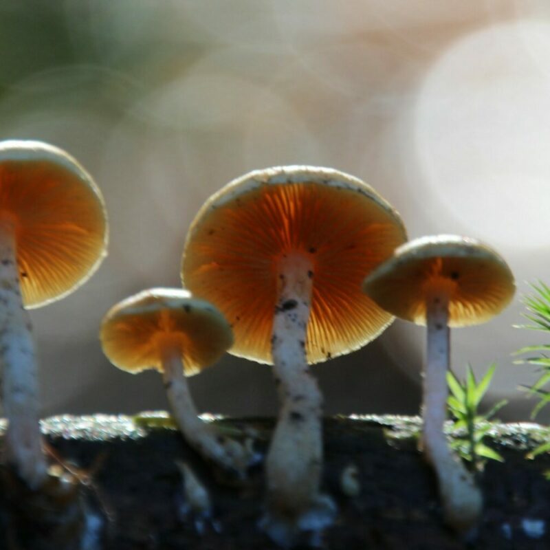 Magic Mushroom Delivery | Magic Mush Canada