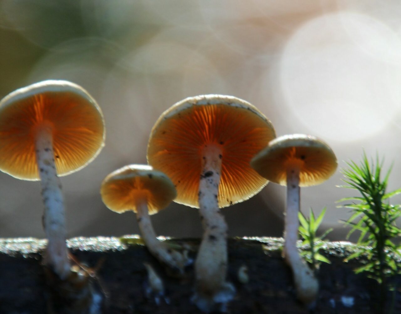 How the Delivery of Magic Mushrooms Transformed My Psychedelic Experiences (Positively)