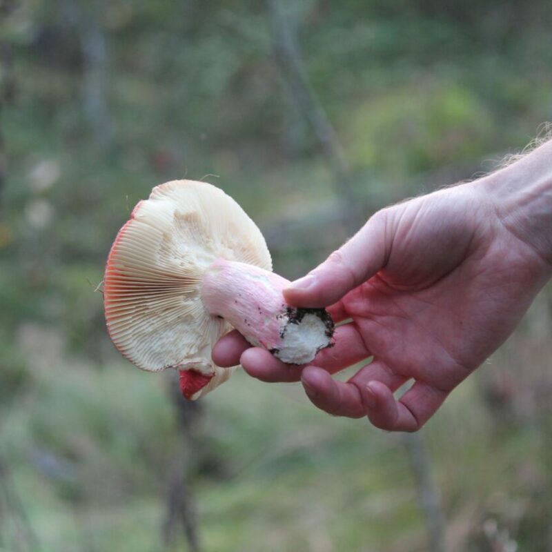 Magic Mushroom Delivery | Magic Mush Canada