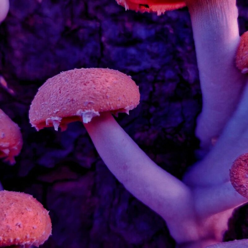Mushroom Dispensary | Magic Mush Canada