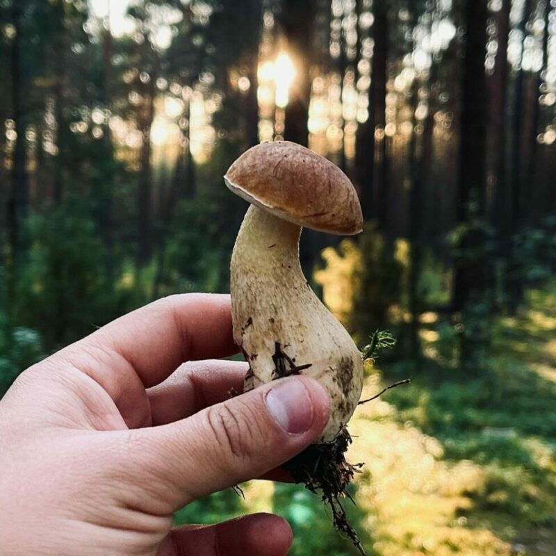 Shrooms Delivery Canada | Magic Mush Canada