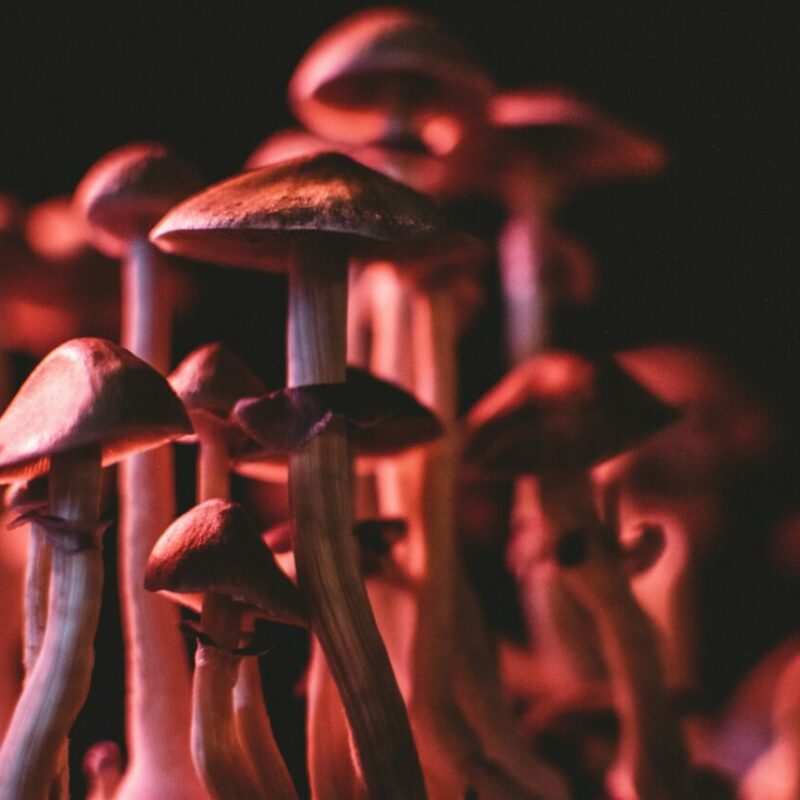  | Magic Mush Canada