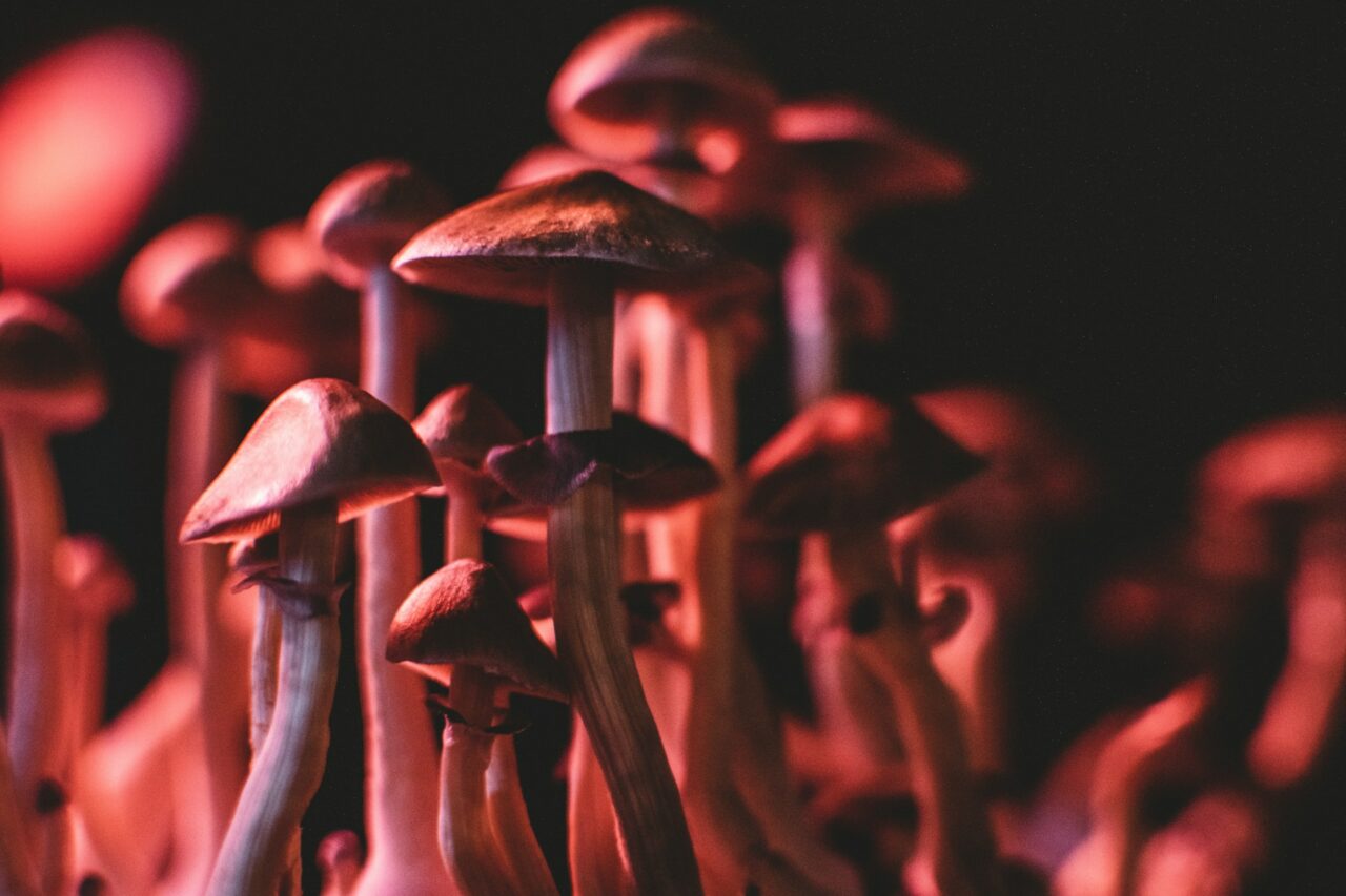 My Experience Purchasing Psychedelics Online (And Steering Clear of Fraudulent Schemes)